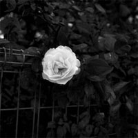 rose-01.jpg